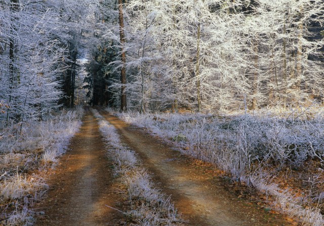 Austria, View of forest with hoarfrost