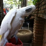 ไวในการฟัง ช้าในการพูด